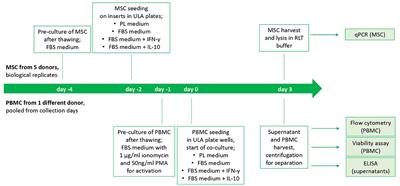 Impact of platelet lysate on immunoregulatory characteristics of equine mesenchymal stromal cells